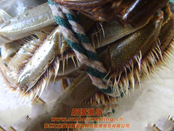 ���κ���բз���