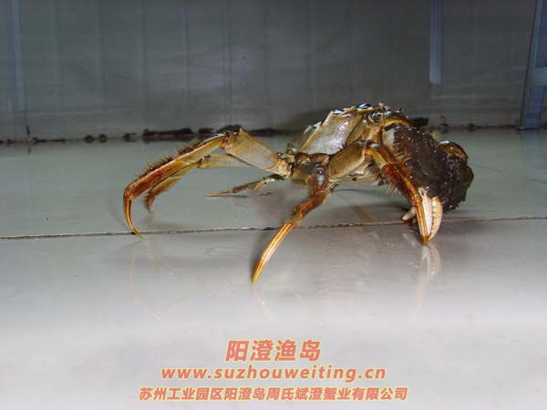 ��բз��ҩ�ü�ֵ