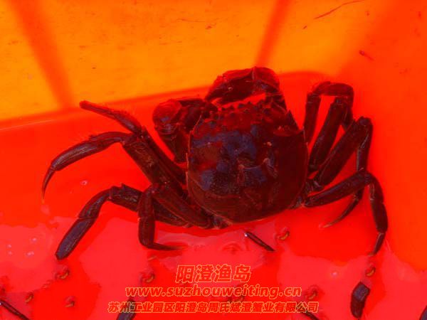 ϸ˵��բз��Ӫ��