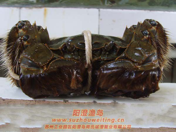 ���κ���բз