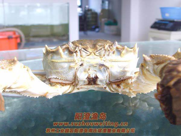 ���κ���բз