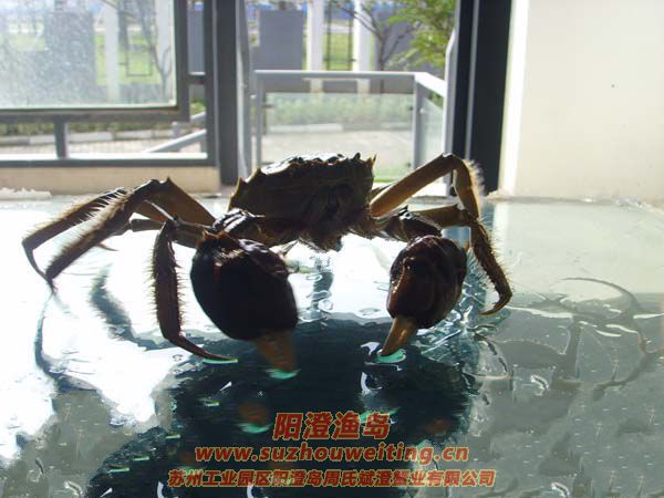 ���κ���բз