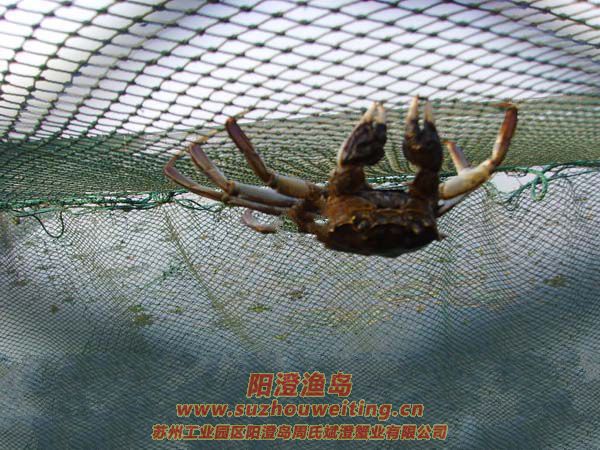 ������з����