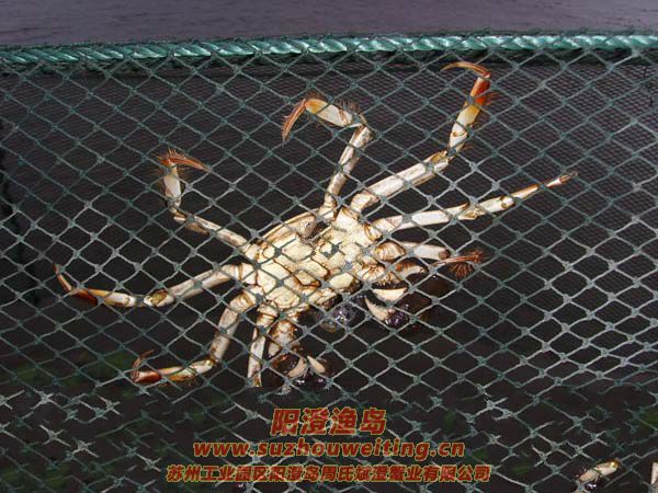 ������з����