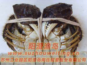 ���κ���բз�Ļ�������