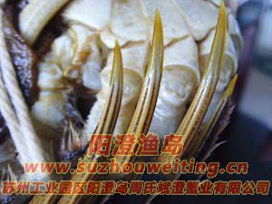 ���κ���բз�Ļ�������