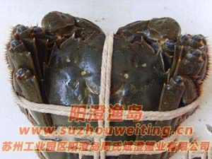 ���κ���բз�Ļ�������