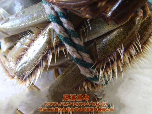 ���κ���բз���