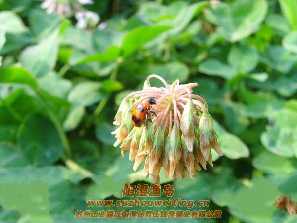 ����ͼƬ��