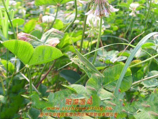 ����ͼƬ��