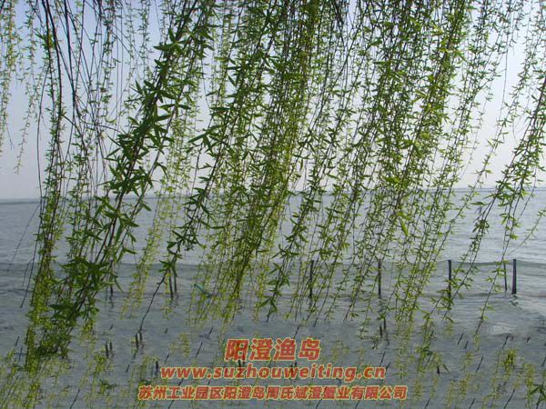 �����������κ�ͼƬ��