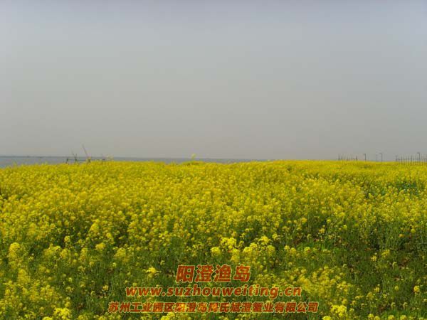 �Ͳ˻�ͼƬ��