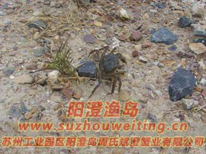 ���κ���բзз��