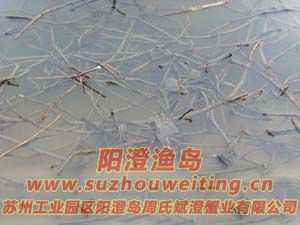 ���κ���բзз��