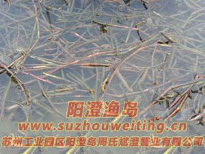 ���κ���բзз��