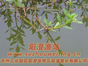 ���κ���բзз��