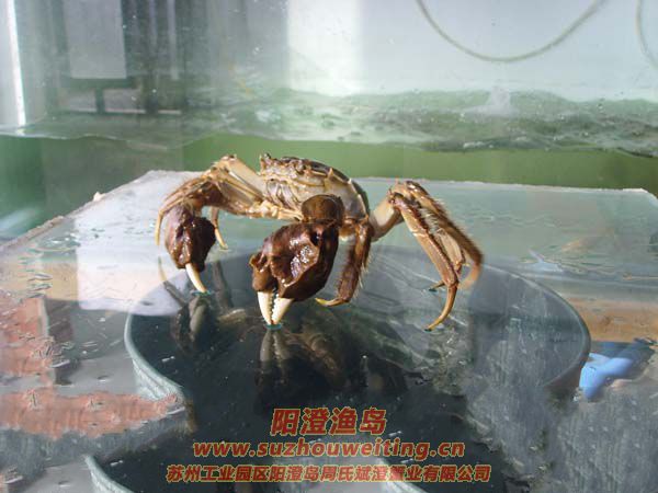 ���κ���բз