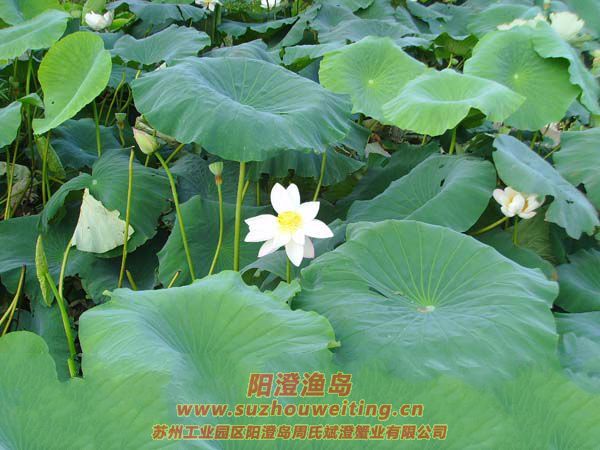 �����˼Һɻ���ͼƬ��