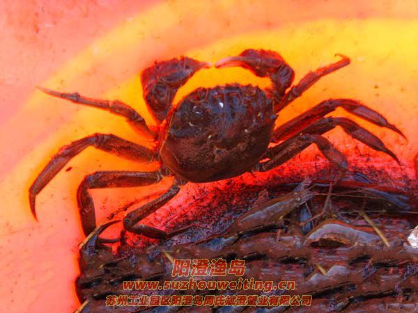 ���κ���բз