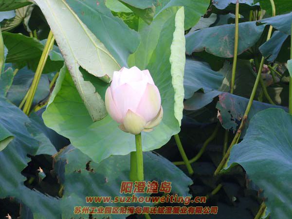 �����˼Һɻ���ͼƬ��