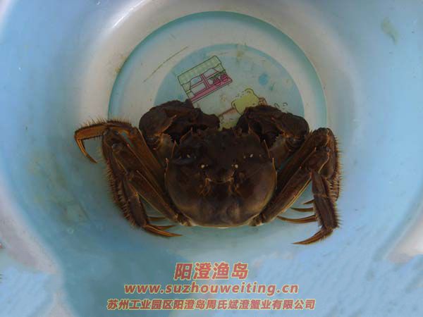 �������κ���բз4