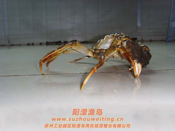 ���κ���բз