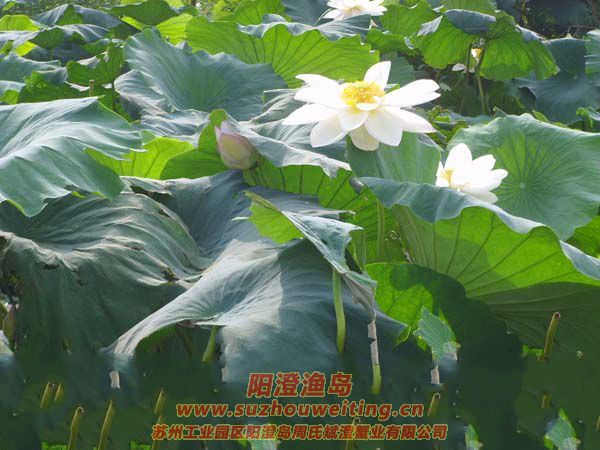 �����˼Һɻ���ͼƬ��