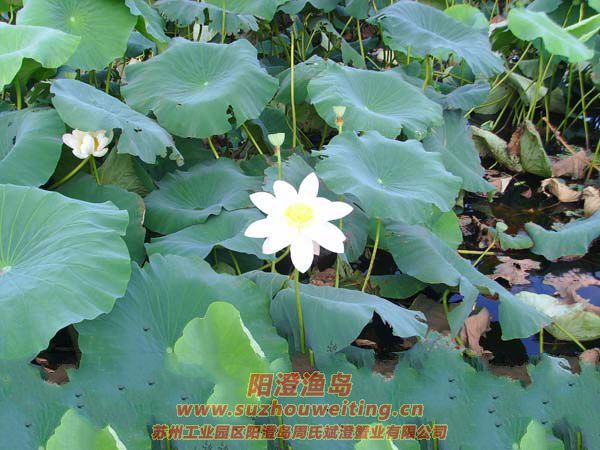 �����˼Һɻ���ͼƬ��