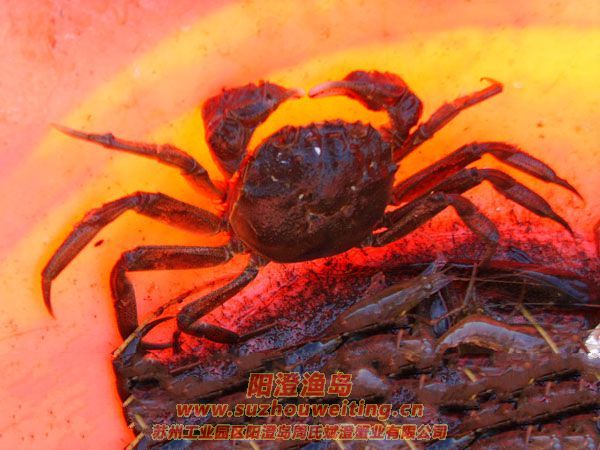 ���κ��뵺��з�˵�һ��ͼƬʮ