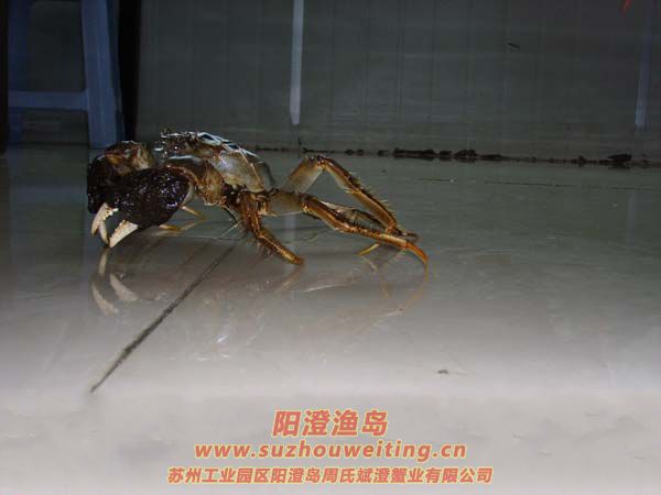 �����ѡ���κ���բз