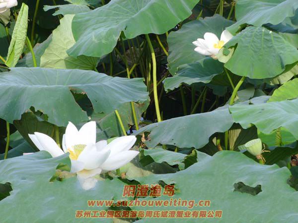 �����˼Һɻ���ͼƬ��