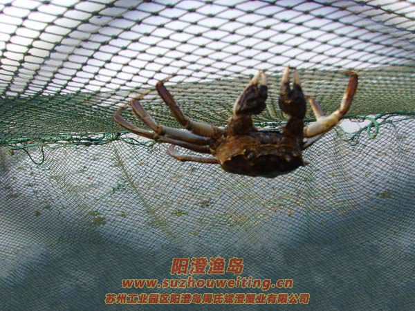 ����˪�����ͷ�