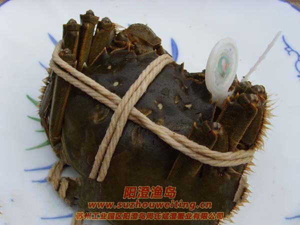 ���κ���բз����