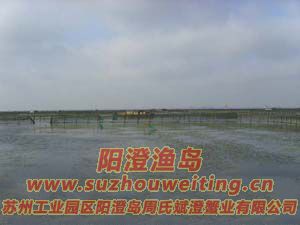 ��ֳ��ï�ܵ�ˮ��ͼƬ��