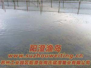 ��ֳ��ï�ܵ�ˮ��ͼƬ��