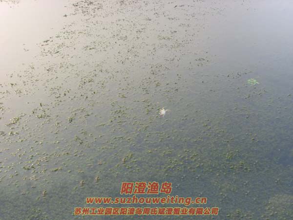 ��ֳ��ï�ܵ�ˮ��ͼƬʮһ