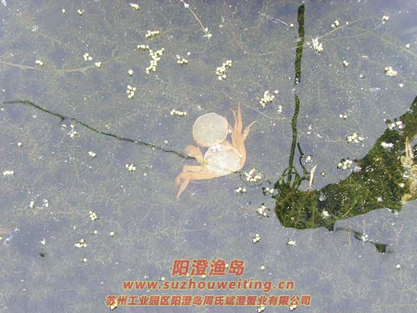 ��ֳ��ï�ܵ�ˮ��ͼƬ��