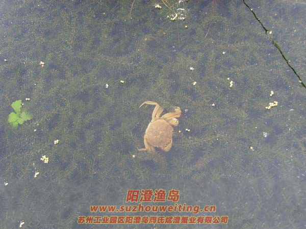 ��ֳ��ï�ܵ�ˮ��ͼƬʮ