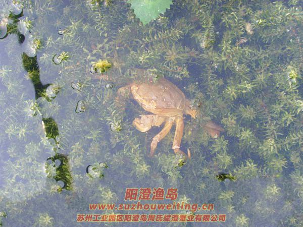 ��ֳ��ï�ܵ�ˮ��ͼƬʮ��