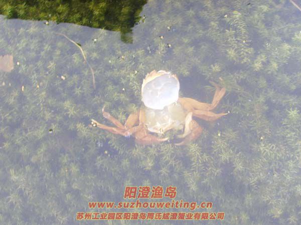 ��ֳ��ï�ܵ�ˮ��ͼƬʮ��