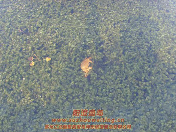 ��ֳ��ï�ܵ�ˮ��ͼƬʮ��