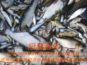 ���κ���բз����