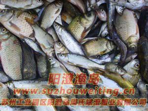 ���κ���բз����