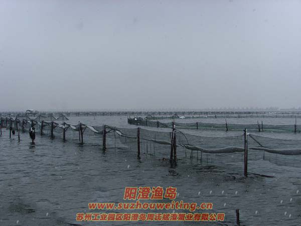 ��ֳ��ѩ��ͼƬ��