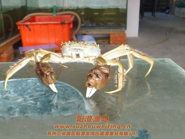 �������κ���բз�ص�֮һ