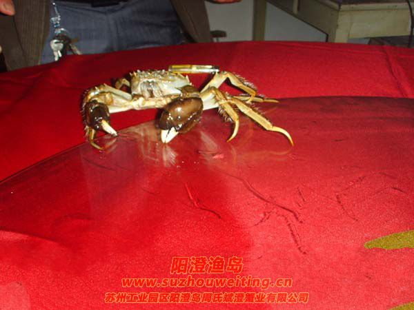 �������κ���բз�ص�֮һ