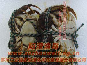 ���κ���բз��ĸ�Ա�