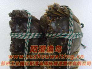 ���κ���բз��ĸ�Ա�