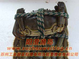 ���κ���բз��ĸ�Ա�