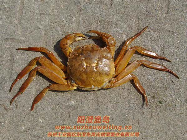 ���κ���բзз��